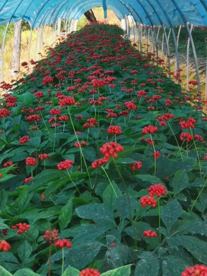 康美药业：现有人参种植面积1.47万亩