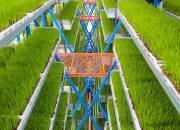 科技赋能解锁插秧“新姿势”