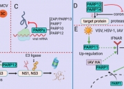 类器官研究揭示蝙蝠抗病毒免疫机制