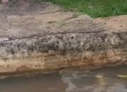 新研究：鱼类悬停在水中其实很“费劲”