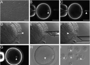 我科学家实现高效体细胞克隆