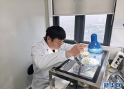 我国科学家揭示小麦品质育种新路径