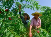 Vlog｜人在看 机器干：体验广东最早的无人农场夏收