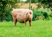 农业农村部：目前生猪产能处在绿色合理区域