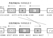果蝇研究揭示只有母系线粒体被遗传的机制