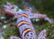 广西发现5个蜘蛛抱蛋属新物种