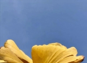 失重，是他睡过最柔软的床｜《扬声》预告