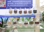 专家建议加强玉米种质资源科研大协作助力种业振兴