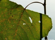 中国太保、国家绿色发展基金等成立绿碳科技私募基金