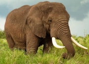 研究：人类狩猎致塞浦路斯岛侏儒象和倭河马灭绝