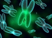 新技术可快速测出儿童白血病的基因组异常