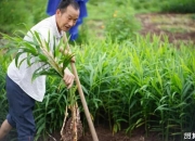 生姜种植行业现状及未来发展趋势分析_人保财险 ,人保护你周全
