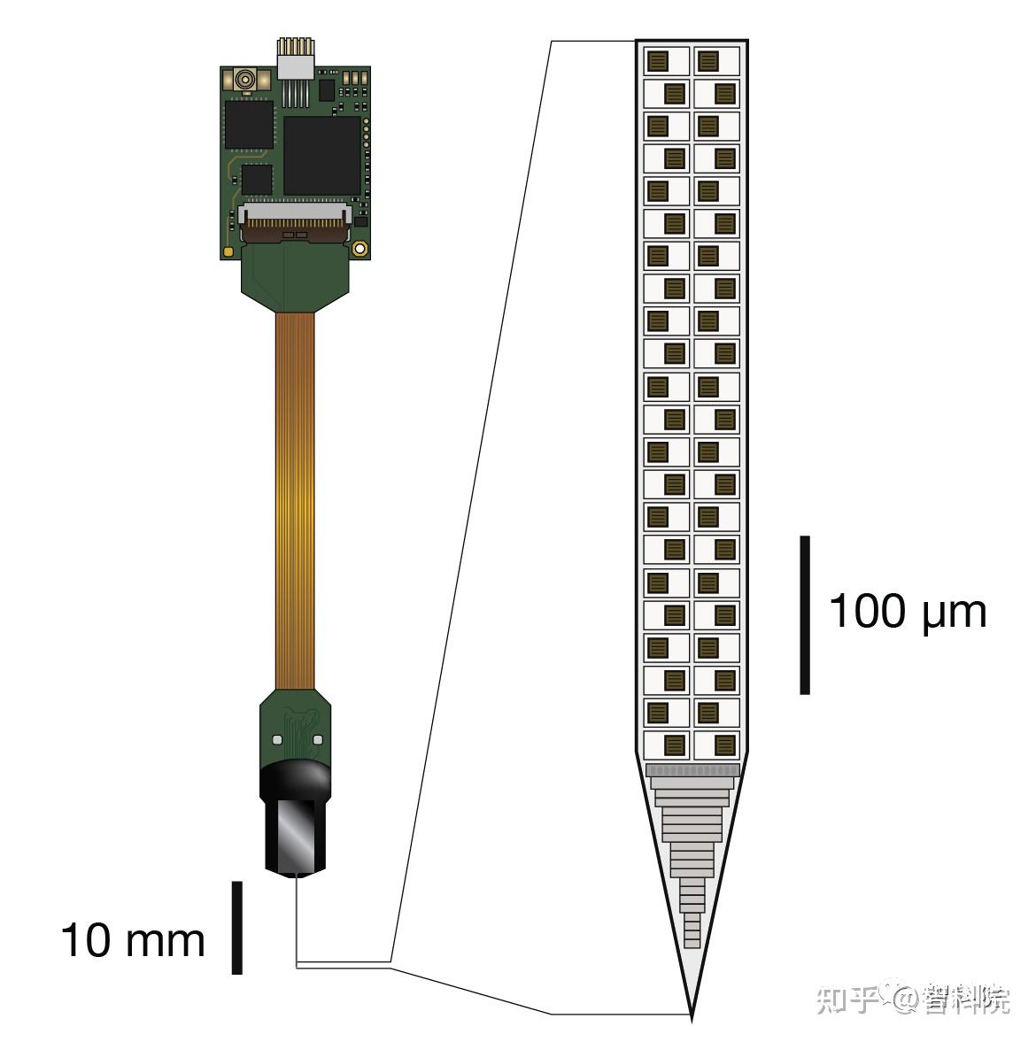 我国科研人员开发新型植入式脑神经探针