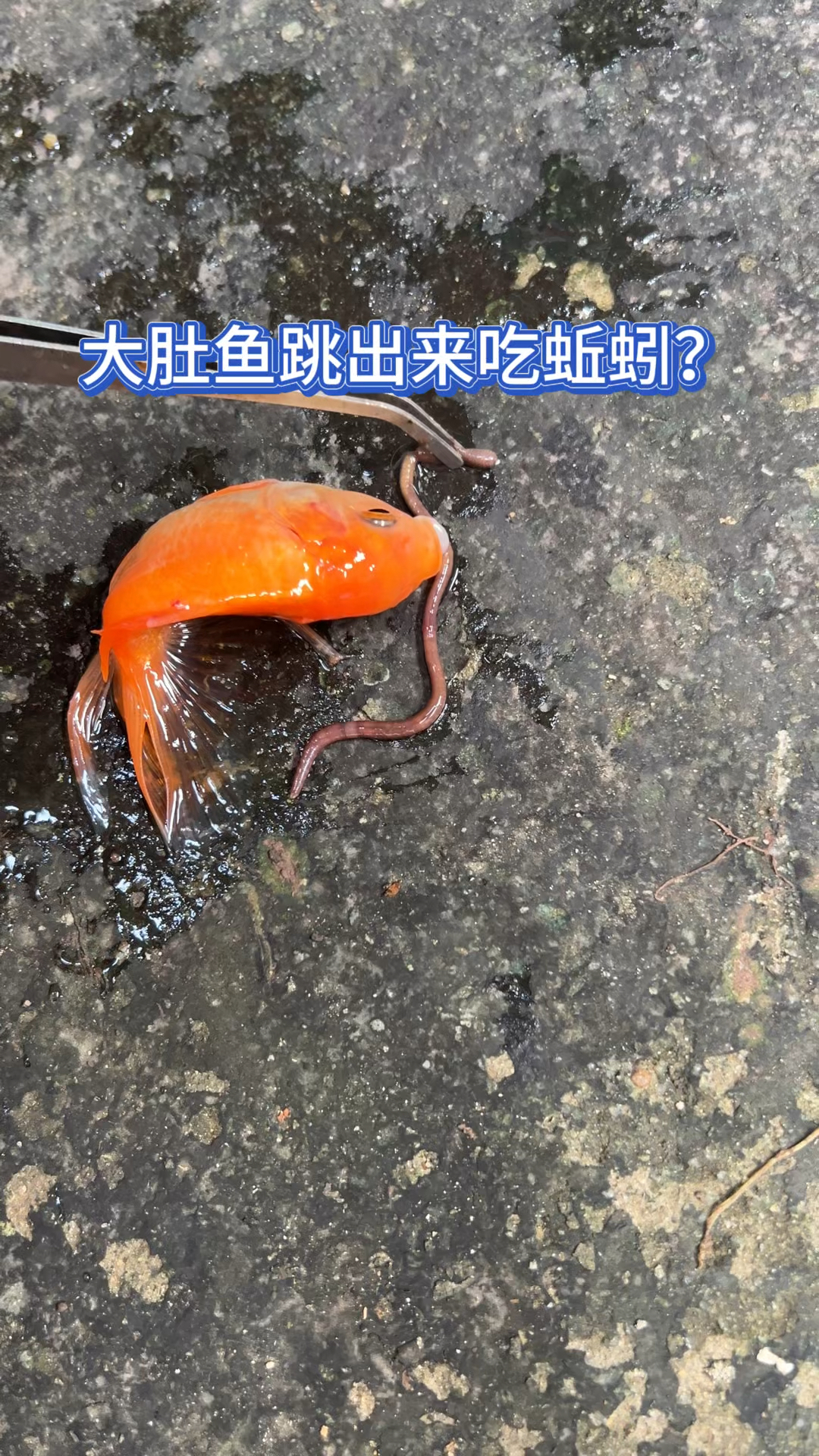 北京一门店“吃出蚯蚓”！被立案调查后，知名品牌道歉：涉事门店停业一周，店长被开除！全国拥有超3500家门店，网友：早上刚吃……