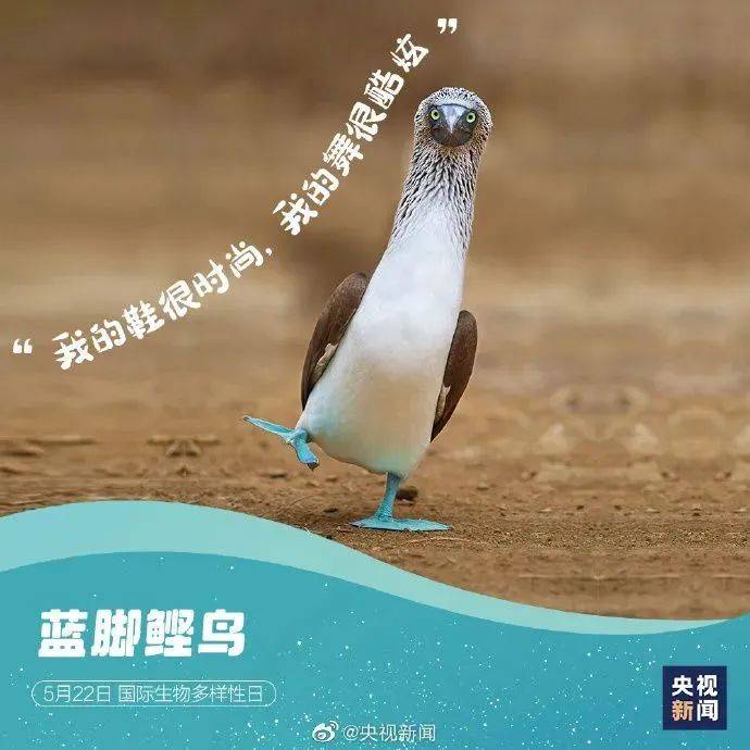 新华鲜报｜万物共生！中国生物多样性保护“给力”