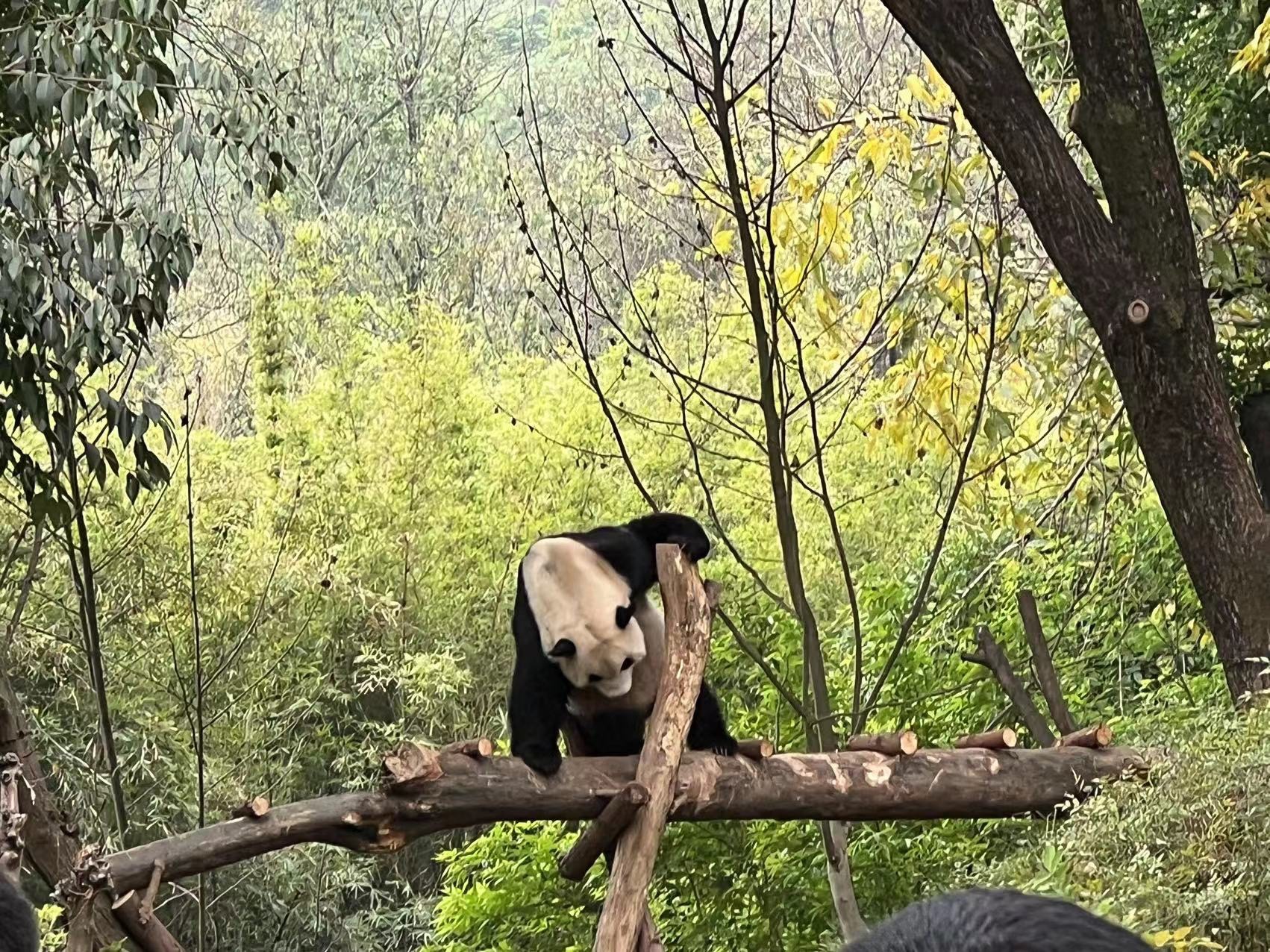 阿里公益联合飞猪打造“熊猫”主题游，上线一周成交破千万