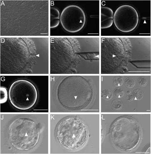 我科学家实现高效体细胞克隆