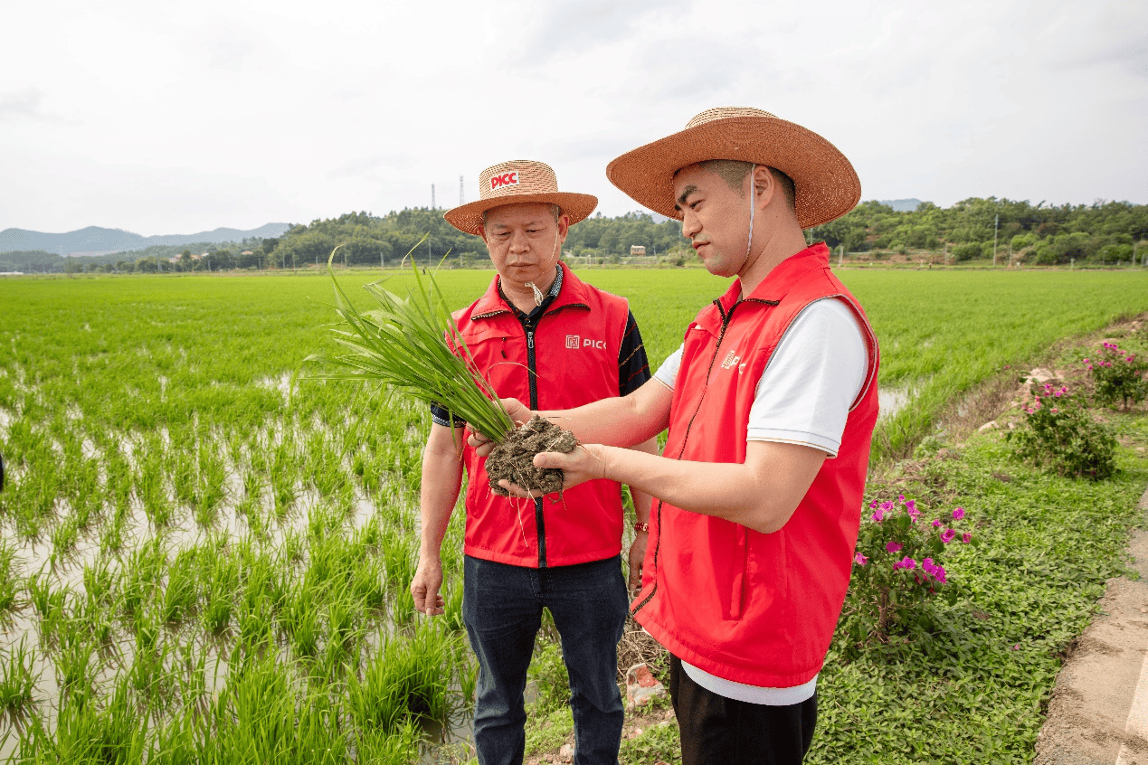 人保车险,人保财险 _2026环保染料行业现状调研及需求、未来趋势分析