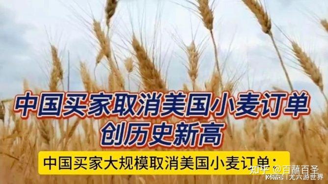 美国新小麦产量或创53年来最低点！商品市场，影响多大？