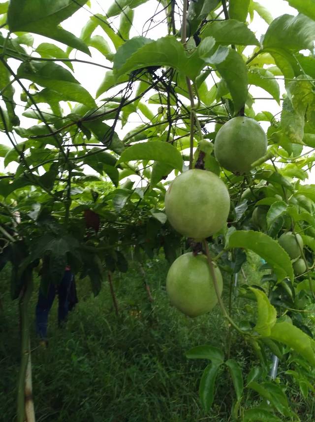 易捷微光计划公益林在阿克苏正式揭牌助力乡村振兴